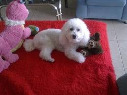 Kutya ápolása és higiénia