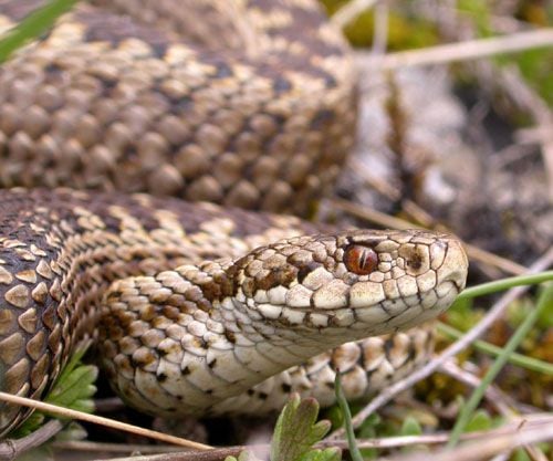 Parlagi vipera Vipera ursinii jellegzetességei