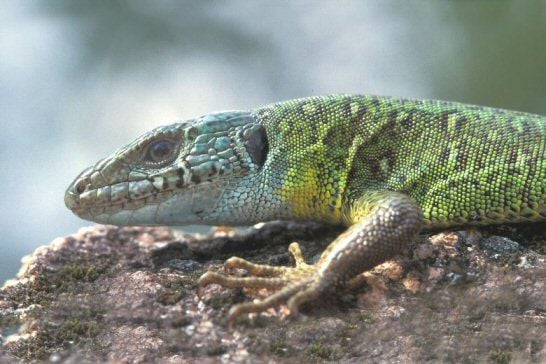Pávaszemes gyík Lacerta lepída életmódja
