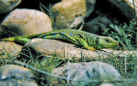 Pávaszemes gyík Lacerta lepída jellegzetessége