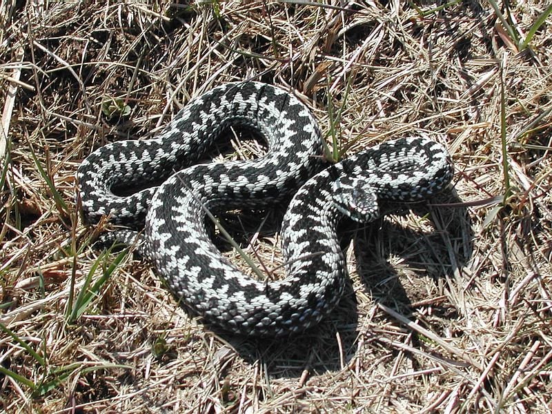 Keresztes vipera Vipera berus jellegzetességei