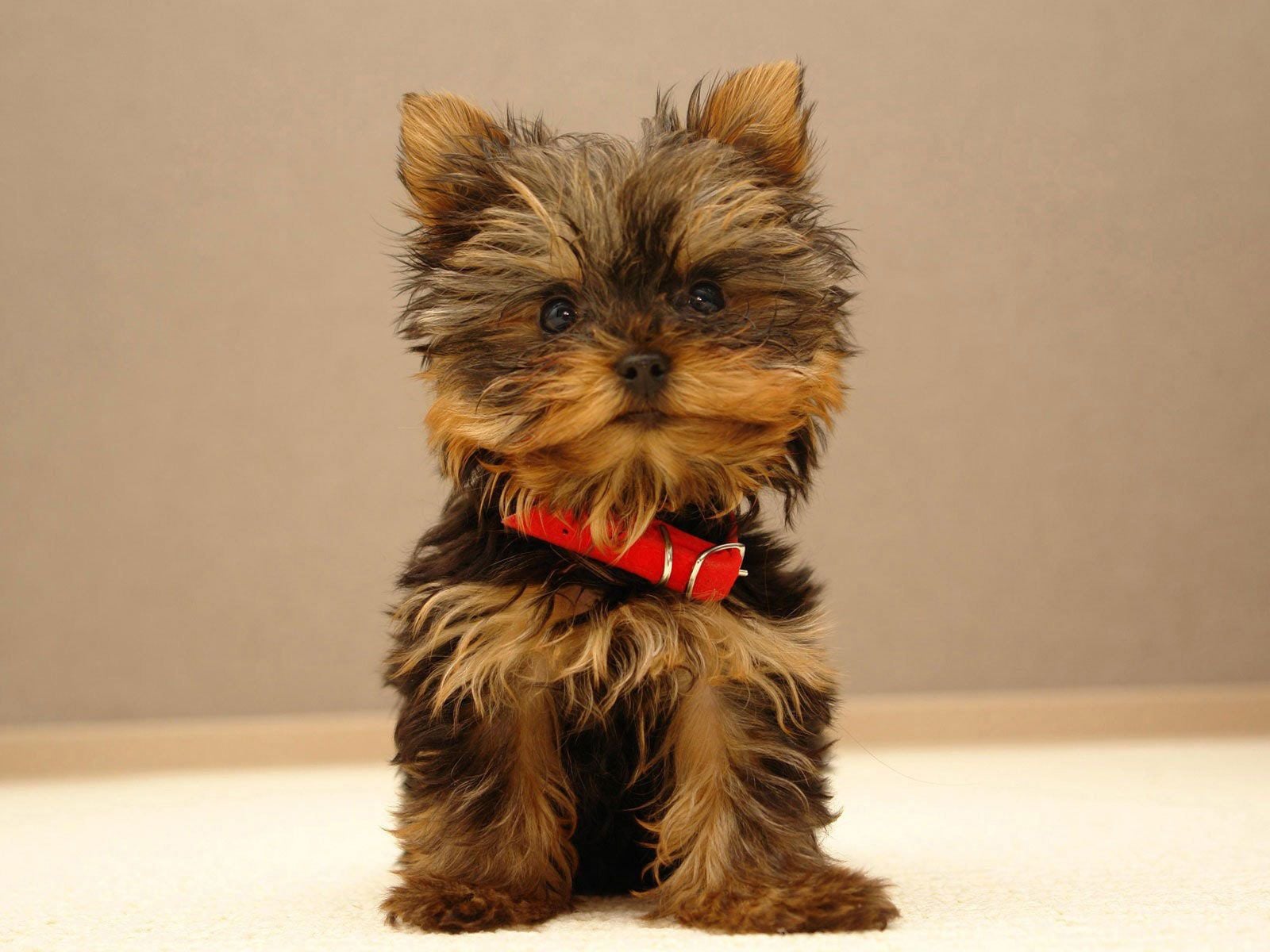 Törpe terminátor, a Yorkshire terrier