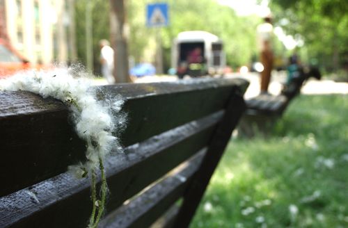 A fák virágpora: Nyírfa, Tölgyfa, Fenyőfa
