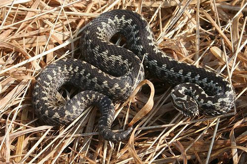 Keresztes vipera Vipera berus táplálkozása