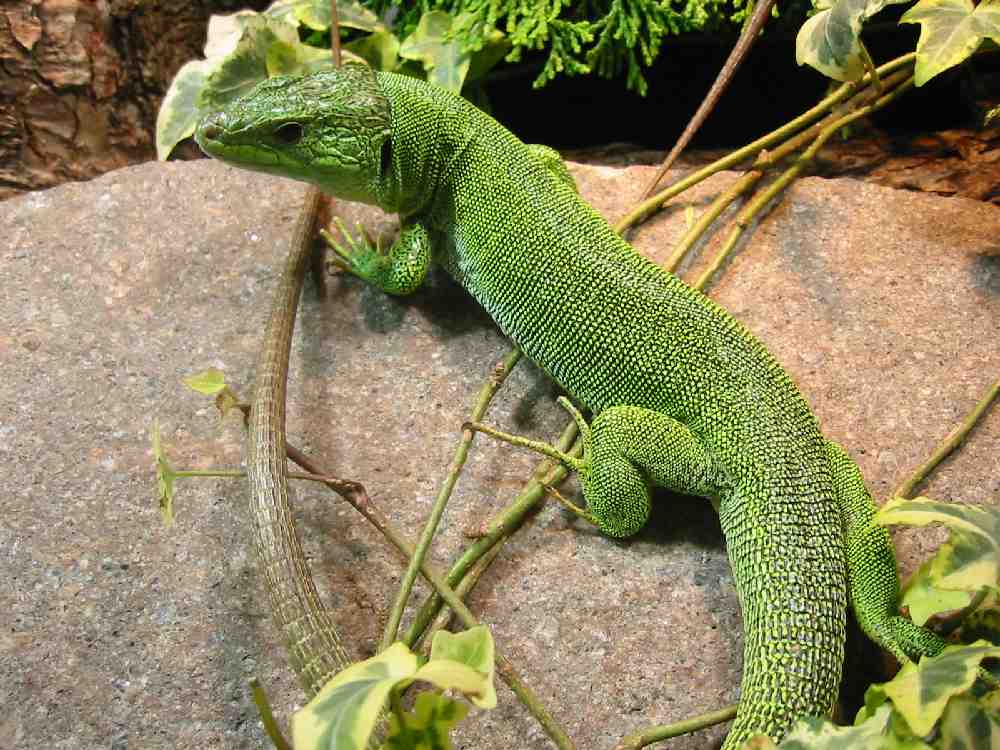 Balkáni zöldgyík Lacerta trilineata