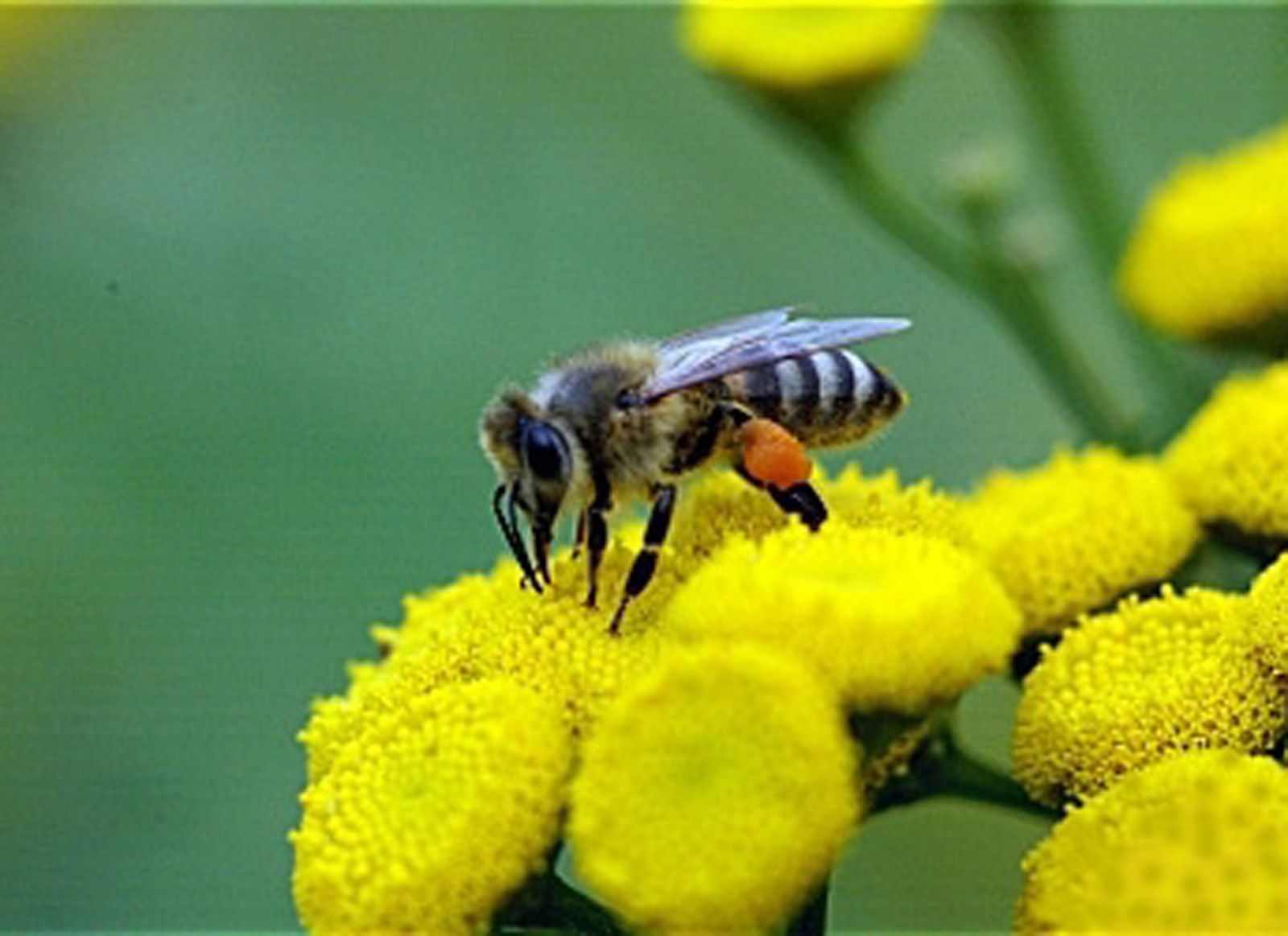 Rovarcsípés és az allergia