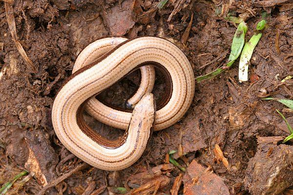 Törékenygyík Anguis fragilis élőhelye