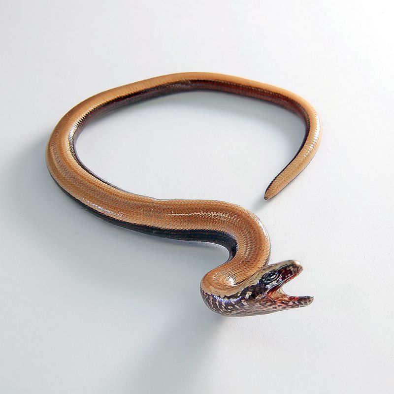 Törékenygyík Anguis fragilis