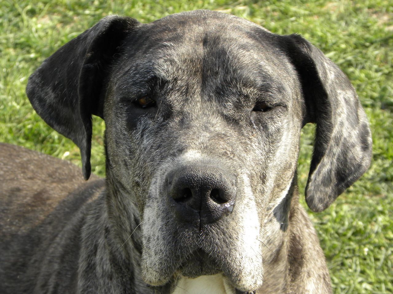 Német dog a szelíd óriás