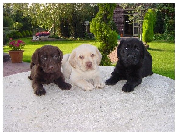 A labrador