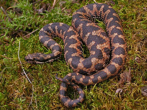 Áspis vipera Vipera aspis életmódja