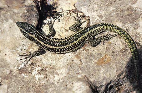 Marokkói faligyík Lacerta perspicillata