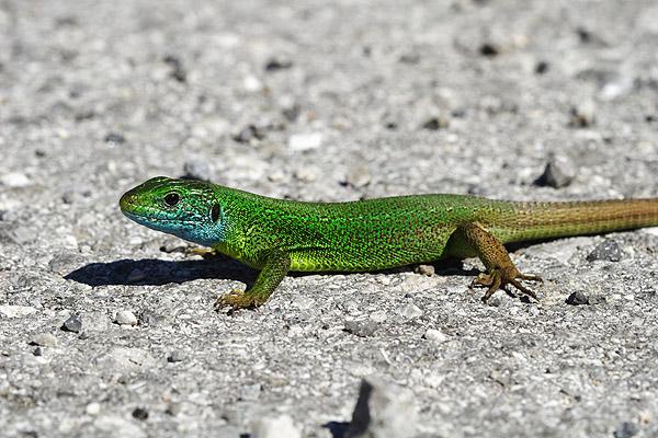 Zöld gyík Lacerta viridis életmódja