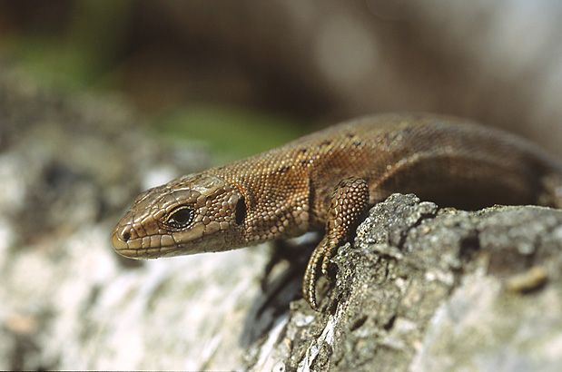Elevenszülő gyík Lacerta vivipara életmódja