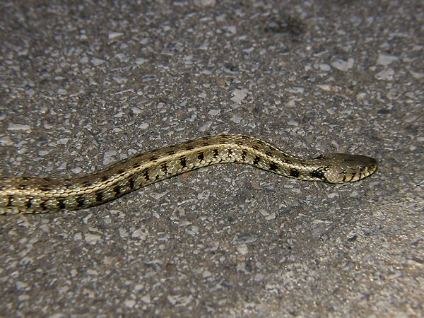Vízisikló Natrix natrix jellegzetességei