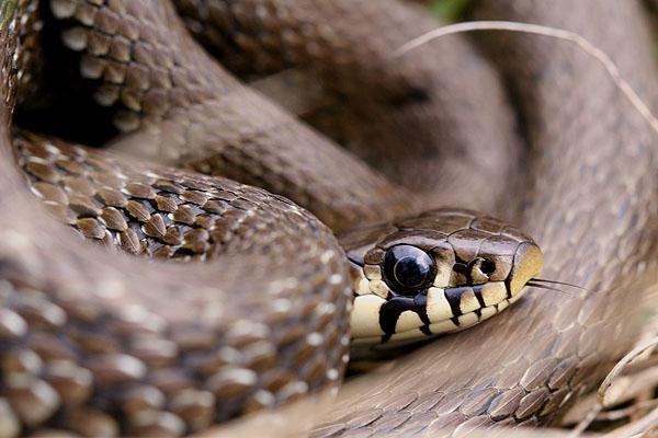 Vízisikló Natrix natrix táplálkozása