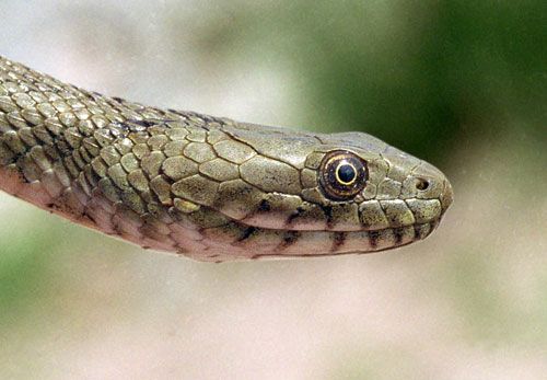 Kockás sikló Natrix tessellata jellegzetességei