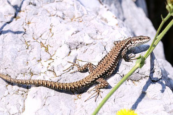 Fali gyík Podarcis muralis