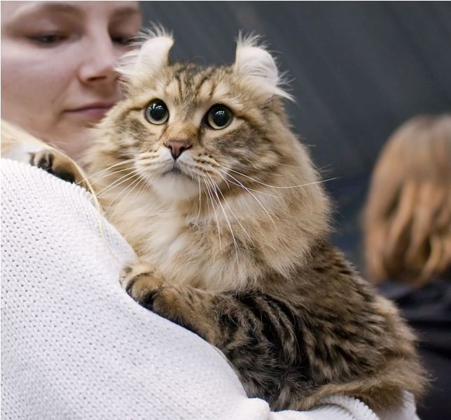 American curl