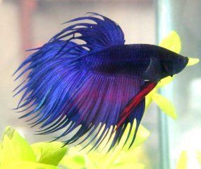 Betta, a sziámi harcos hal