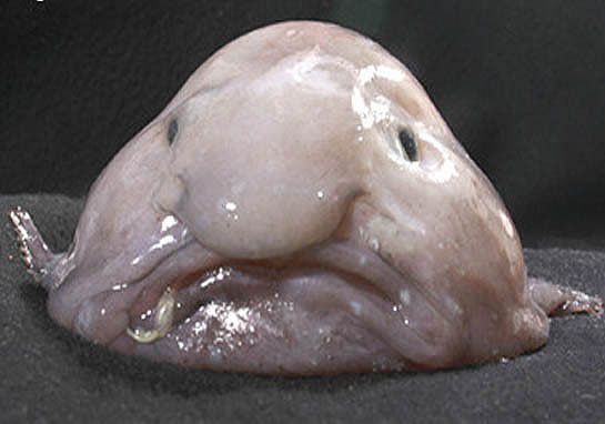 A Blobfish – az egyik legcsúfabb állat a földön