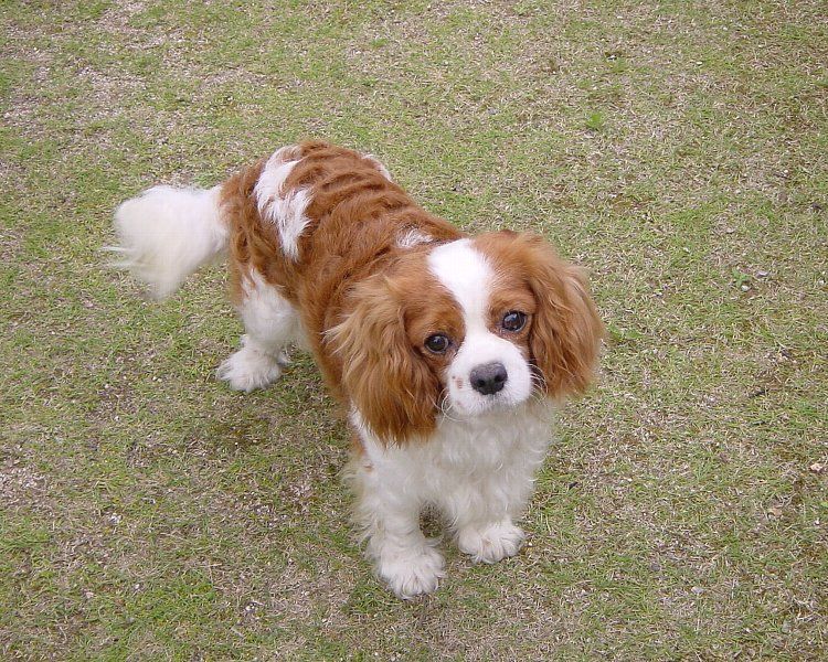 Cavalier az angol &#8222;lovag&#8221;