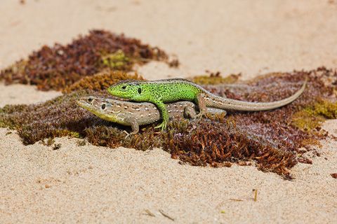 Fürge gyík Lacerta agilis szaporodása