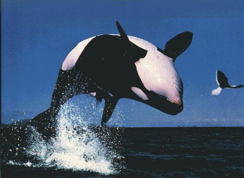 Kardszárnyú delfin