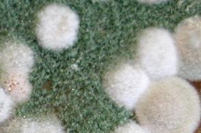 Gomba allergia