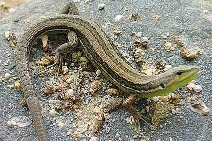 Réti gyík Lacerta praticola