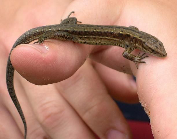 Elevenszülő gyík Lacerta vivipara jelegzetességei