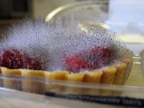 Gombaallergének (penészgombák)