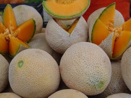Sárgadinnye (Cucumis melo)
