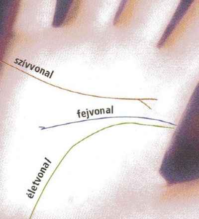 Tenyérjóslás: a szívvonal