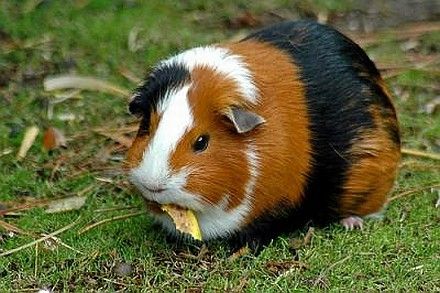A tengerimalac mozgásigénye