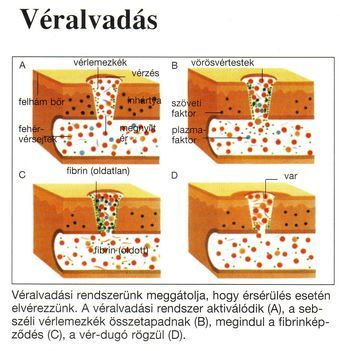 A véralvadásról